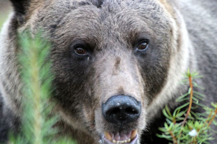 Bear Watching in Kuusamo