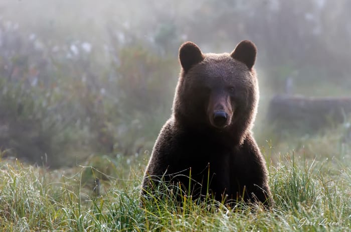 WILDLIFE WATCHING tour in Lieksa