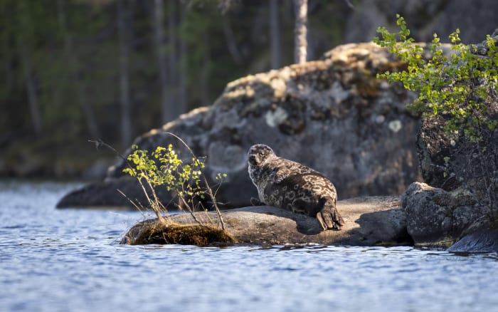 Saimaa Ringed Seal's 